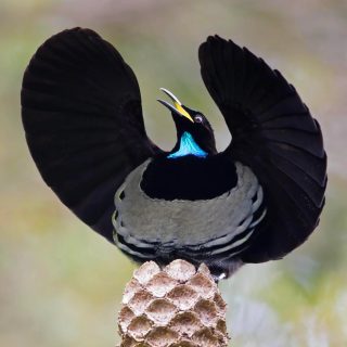 bird