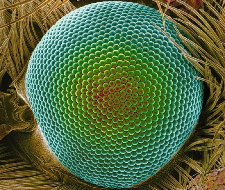 moth eye
