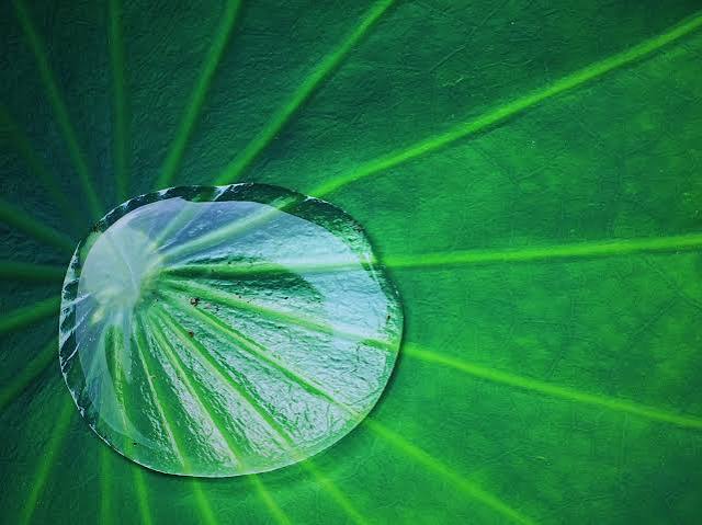 lotus leaf